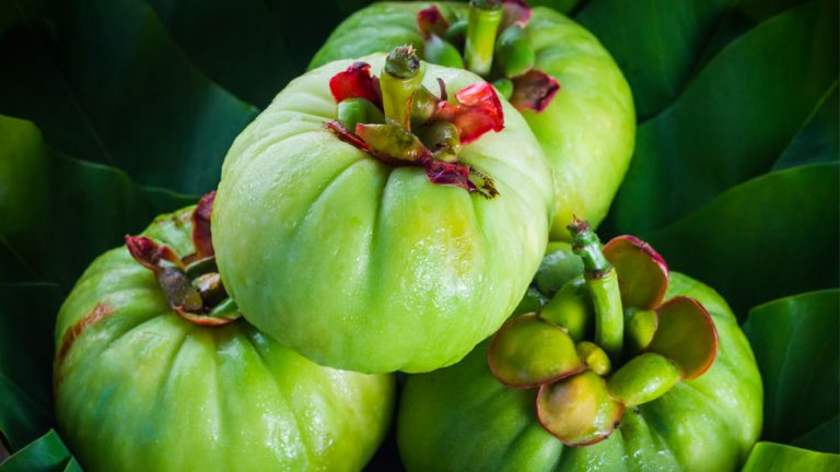 garcinia cambogia