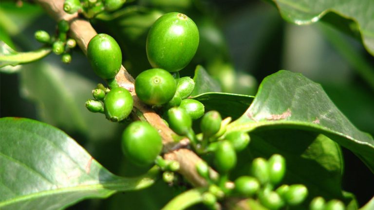 green coffee bean extract