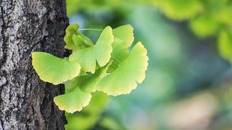 ginkgo biloba