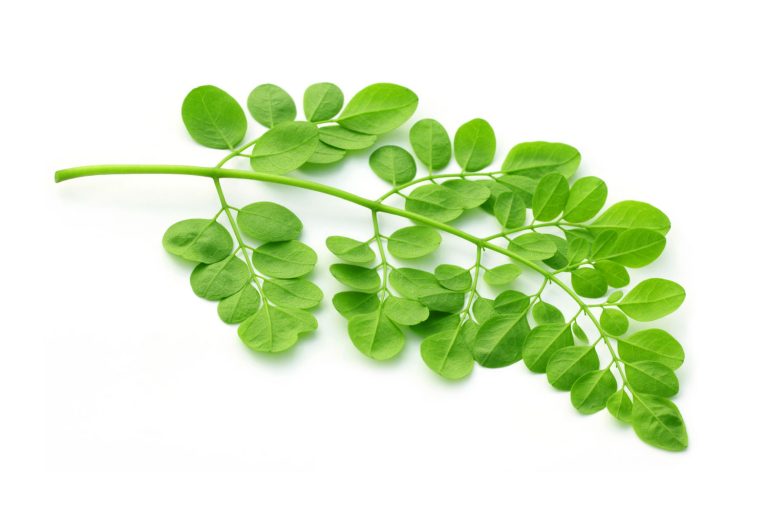 moringa leaf